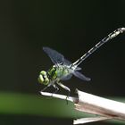 Grüne Flussjungfer