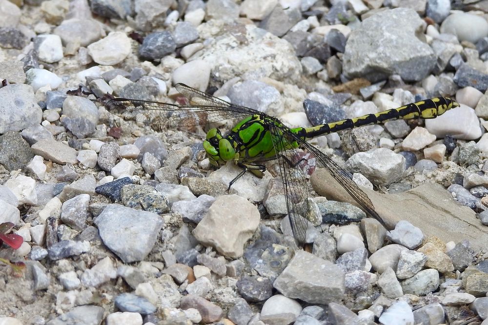 Grüne Flussjungfer