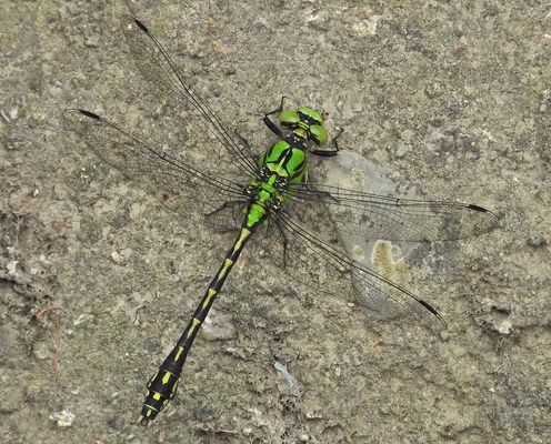 Grüne Flussjungfer – eine Schönheit an der Modau 02