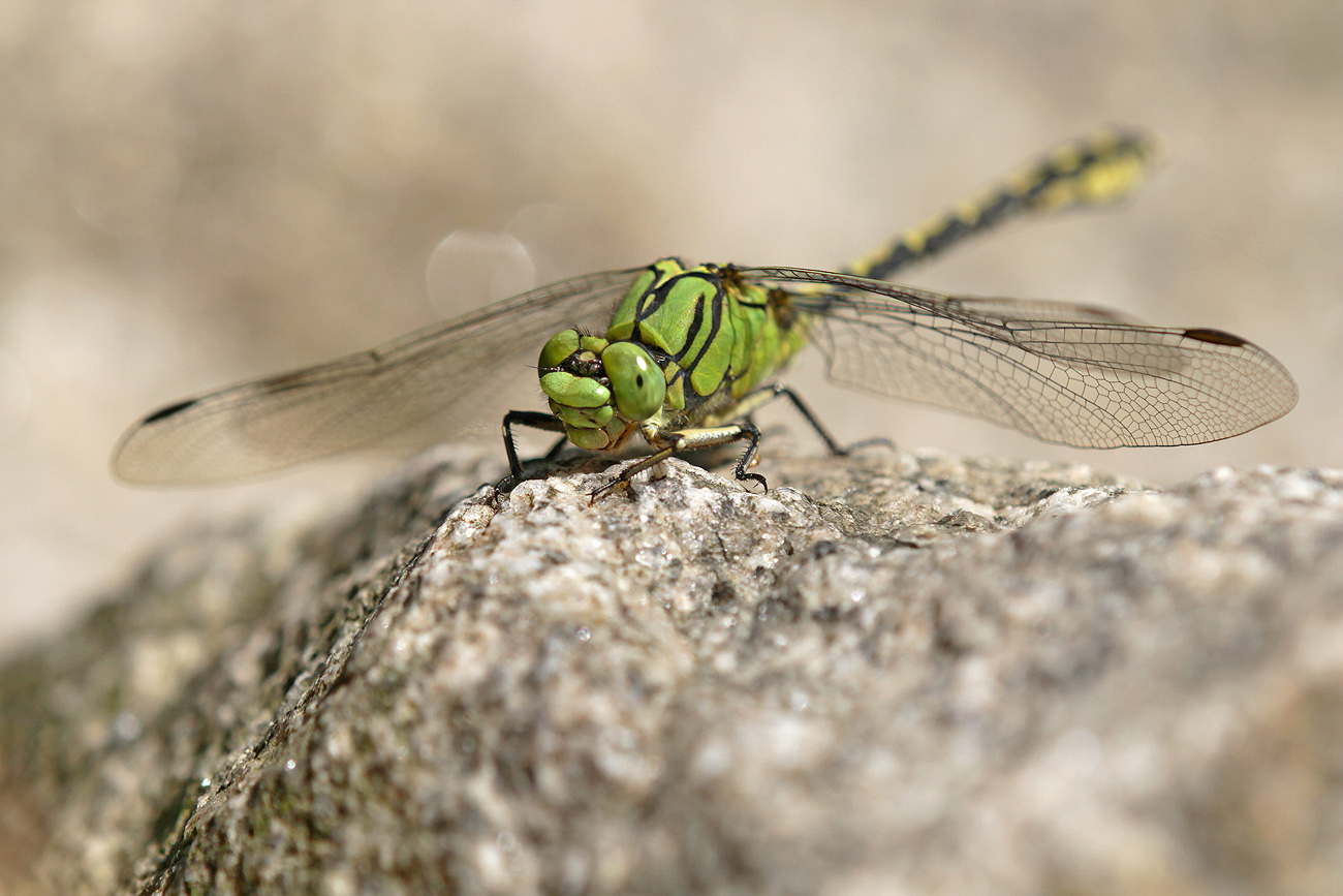 Grüne Flussjungfer (Ophiogomphus cecilia)