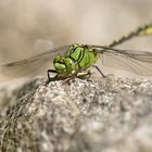 Grüne Flussjungfer (Ophiogomphus cecilia)