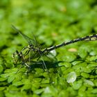 Grüne Flussjungfer (Ophiogomphus cecilia)