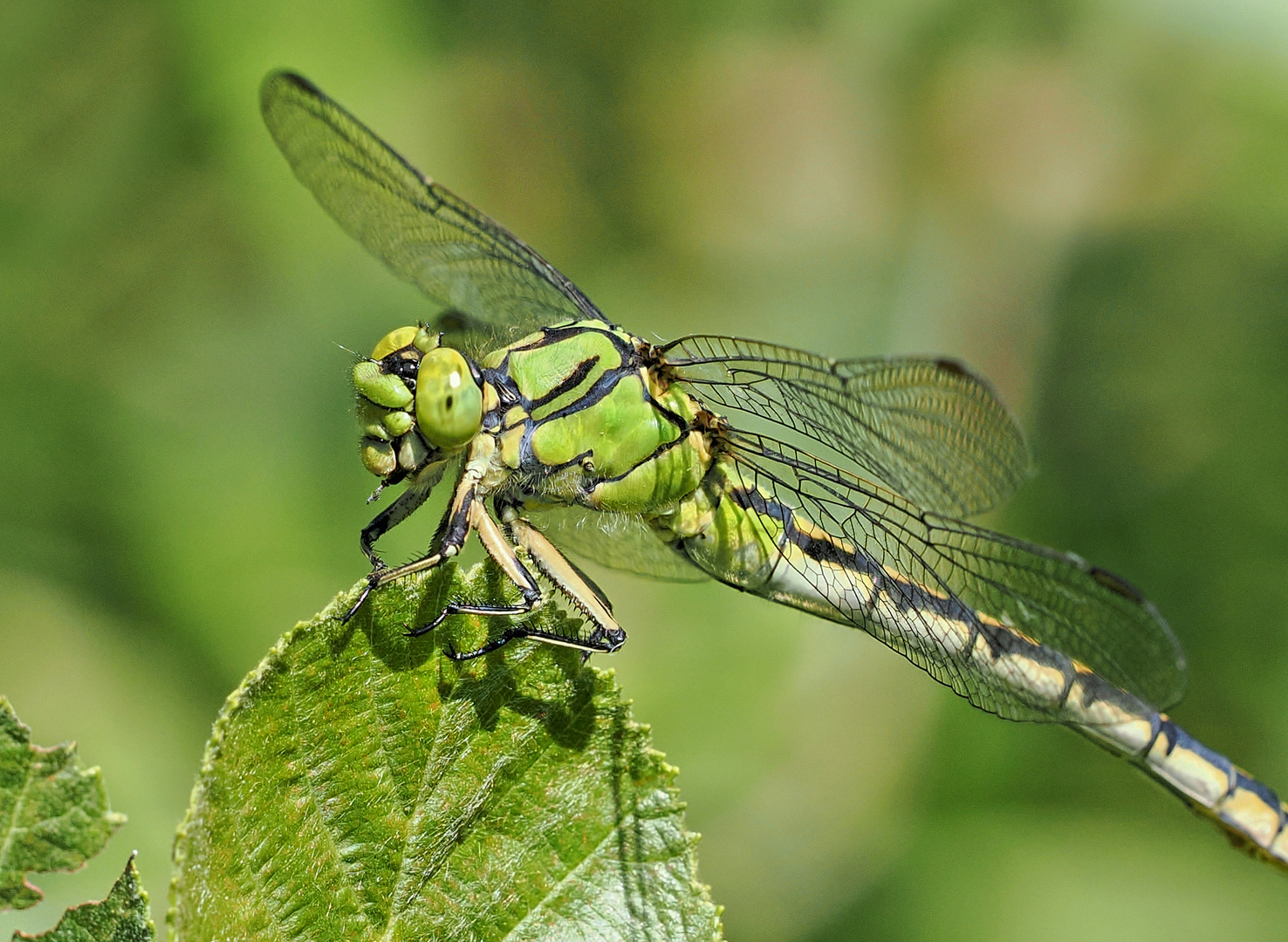 Grüne Flußjungfer (Ophiogomphus cecilia)