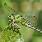 Grüne Flußjungfer (Ophiogomphus cecilia)