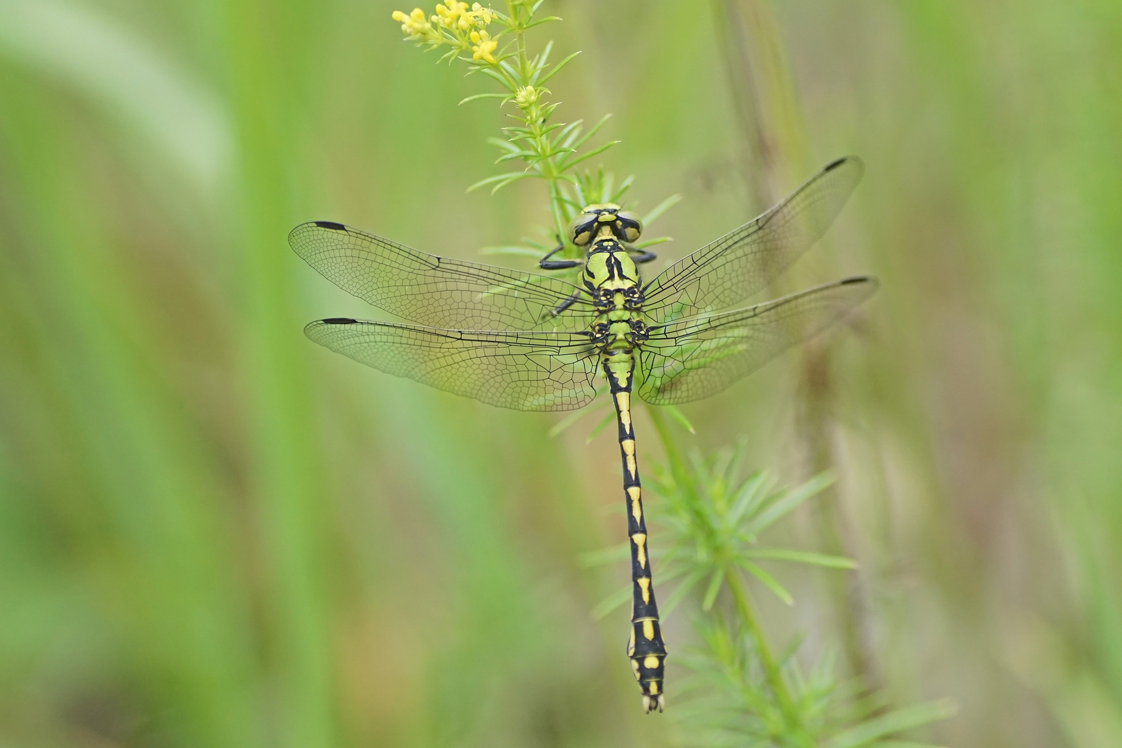 Grüne Flussjungfer (Ophiogomphus cecilia), Männchen