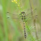 Grüne Flussjungfer (Ophiogomphus cecilia), Männchen