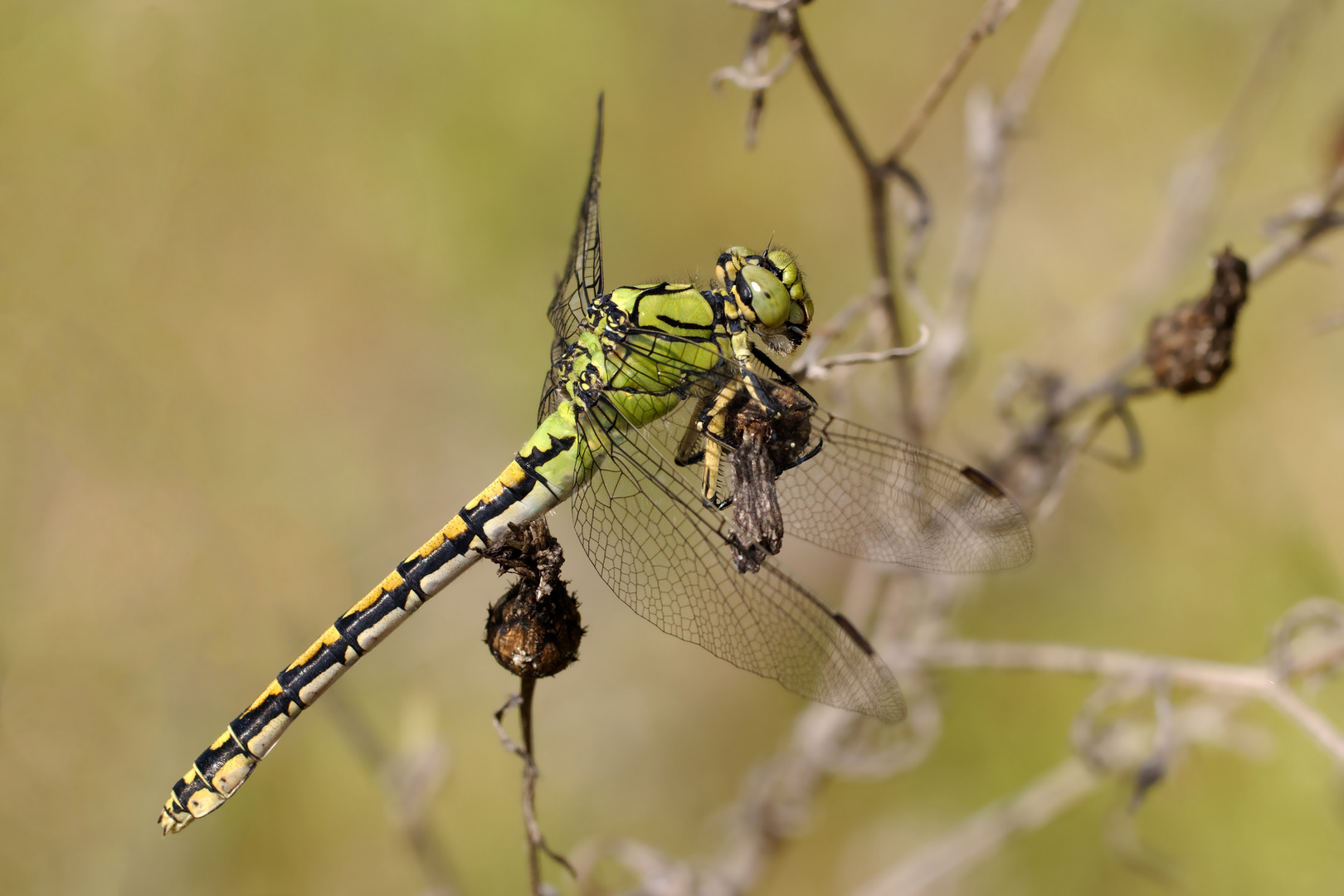 Grüne  Flussjungfer (Ophiogomphus cecilia, Syn.: Ophiogomphus serpentinus)