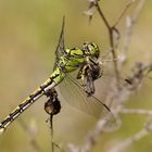 Grüne  Flussjungfer (Ophiogomphus cecilia, Syn.: Ophiogomphus serpentinus)