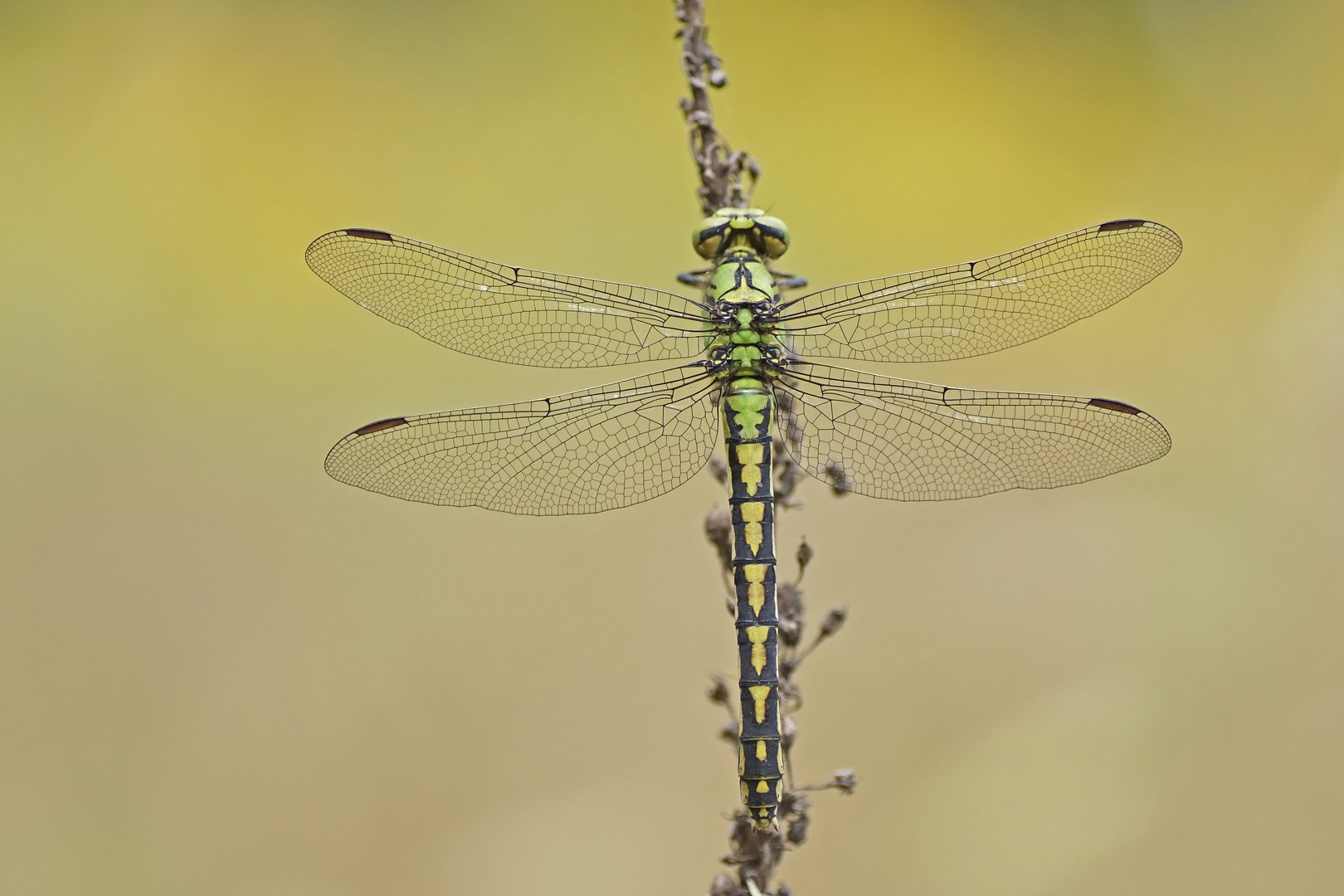 Grüne Flussjungfer (Ophiogomphus cecilia), Weibchen