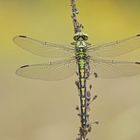 Grüne Flussjungfer (Ophiogomphus cecilia), Weibchen