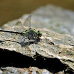 Grüne Flussjungfer (Ophiogomphus cecilia), wenn ich richtig liege mit der Bestimmung