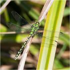 Grüne-Flussjungfer - Ophiogomphus cecilia - Wie die Jungfrau zum Kind . . .