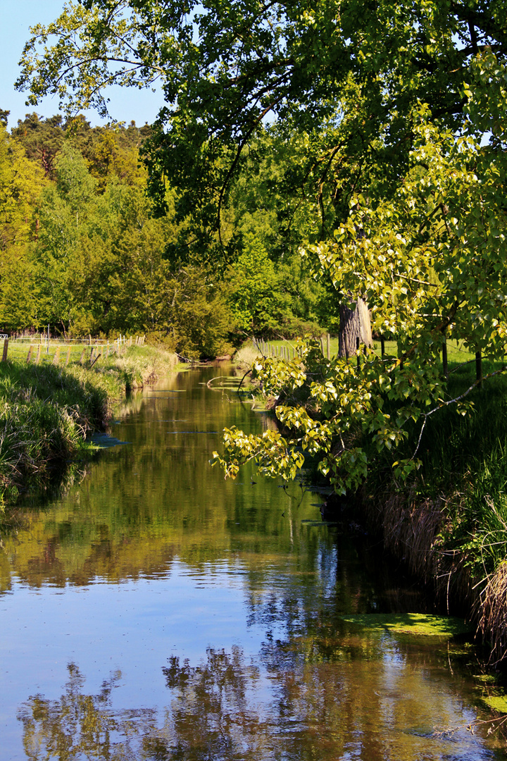 grüne Flusslandschaft.