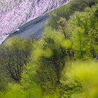 Grüne Frühlingsinvasion am Meer