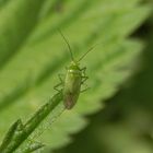 Grüne Futterwanze - Lygocoris pabulinus