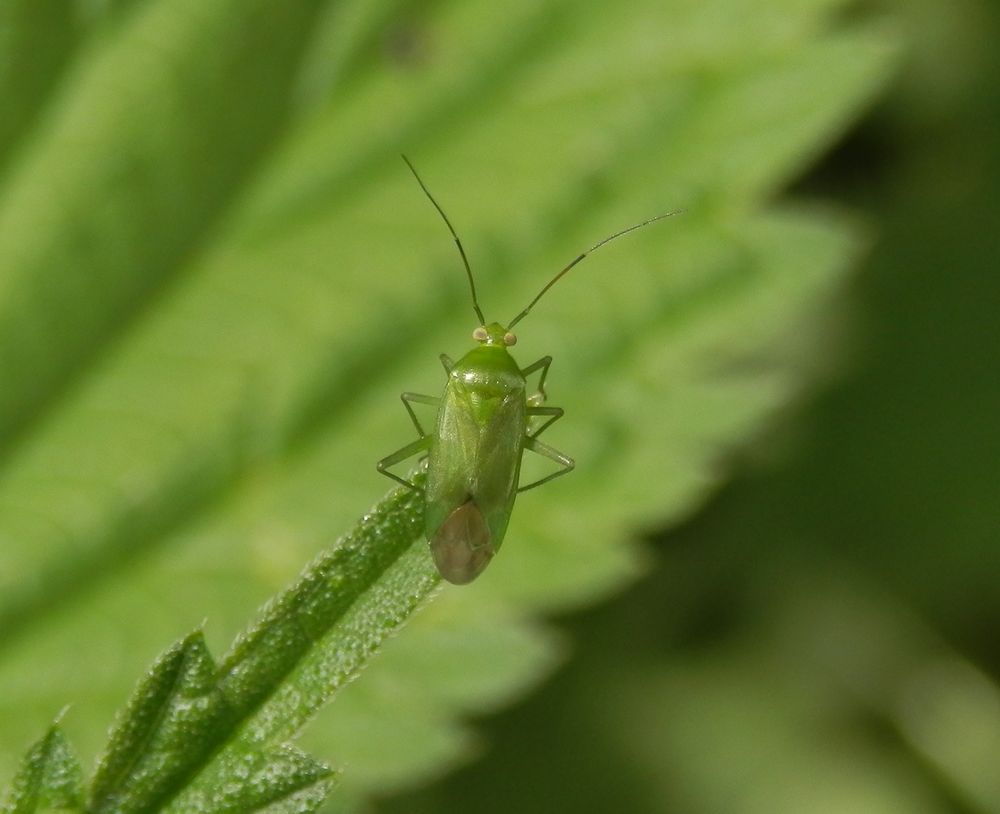 Grüne Futterwanze - Lygocoris pabulinus