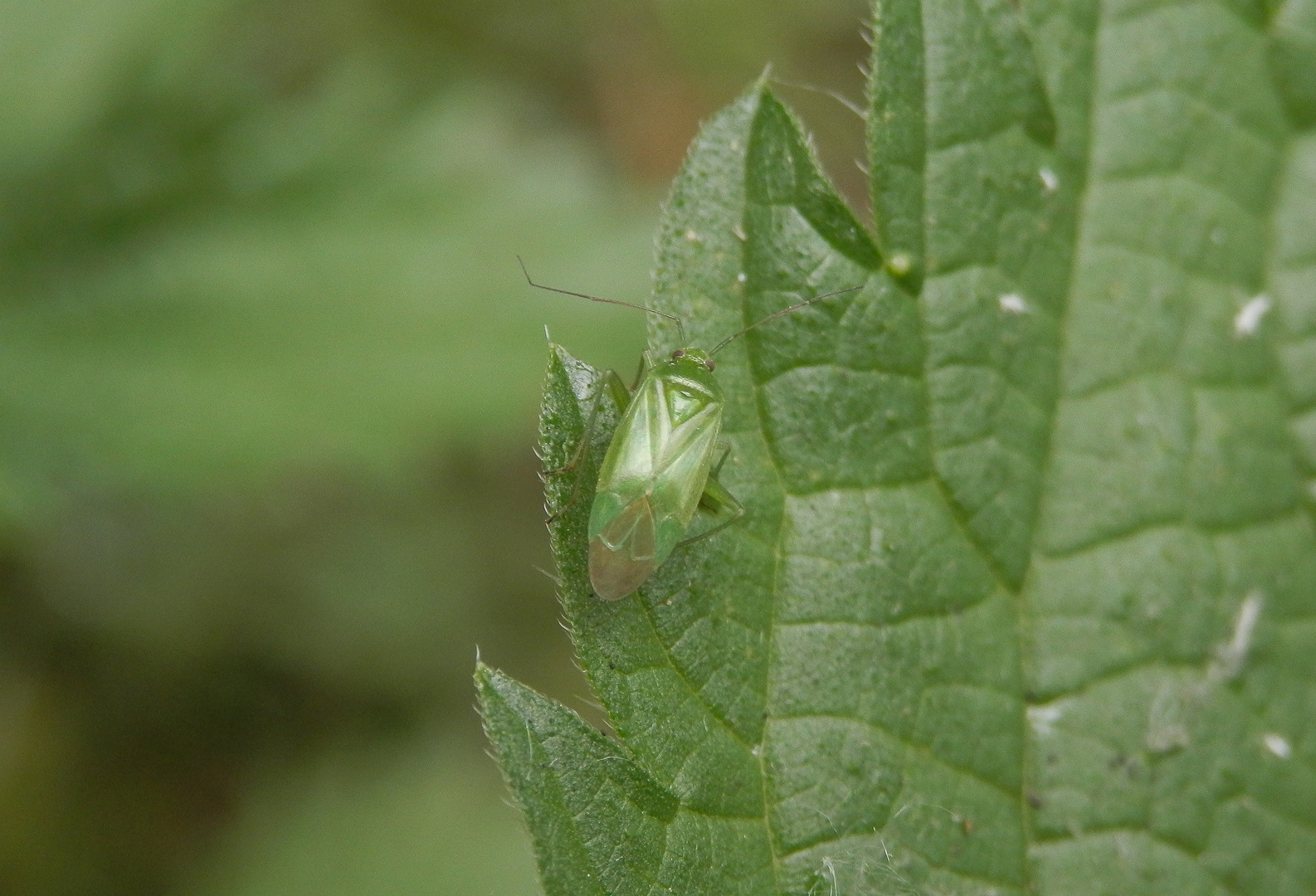 Grüne Futterwanze (Lygocoris pabulinus)