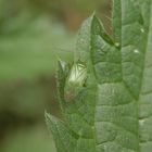 Grüne Futterwanze (Lygocoris pabulinus)