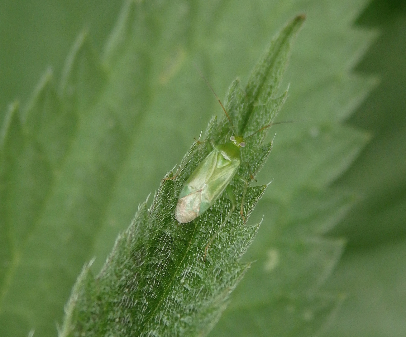 Grüne Futterwanze (Lygocoris pabulinus)