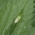 Grüne Futterwanze (Lygocoris pabulinus)