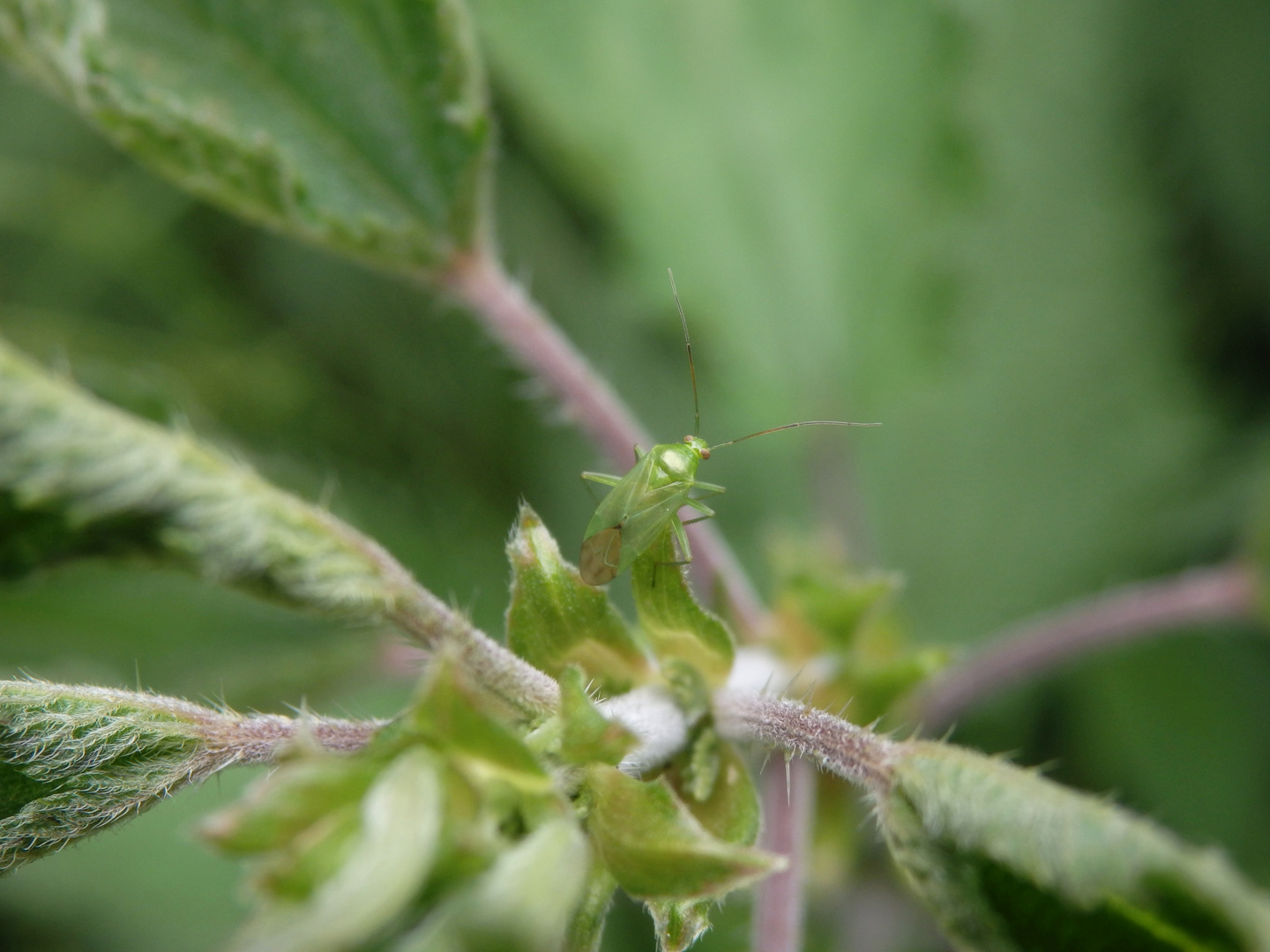 Grüne Futterwanze (Lygocoris pabulinus)