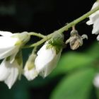 Grüne Futterwanze (Lygocoris pabulinus) auf Deutzienblüte