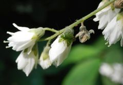 Grüne Futterwanze (Lygocoris pabulinus) auf Deutzienblüte