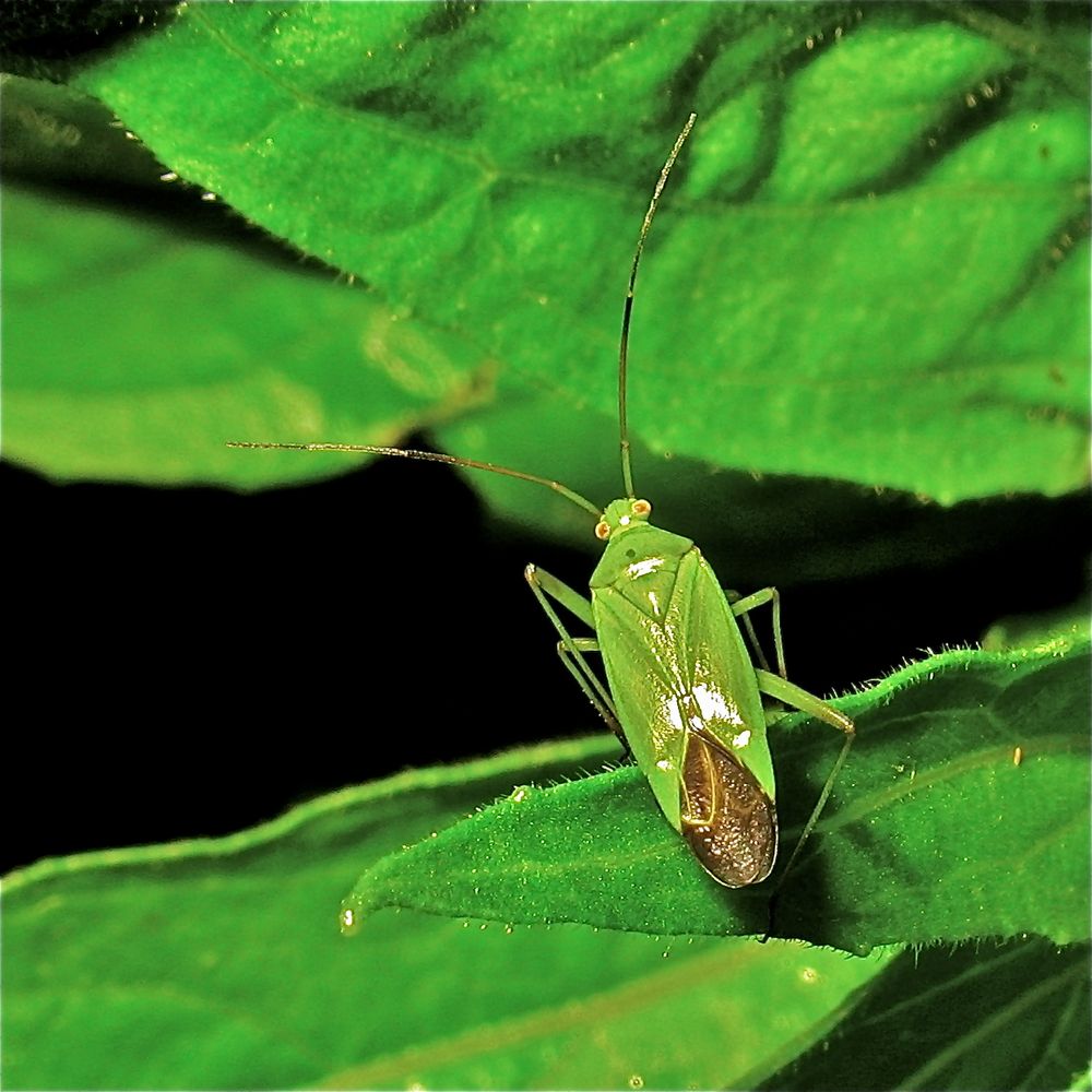 Grüne Futterwanze (Lygocoris pabulinus) im Garten in DüsseldorfGarath