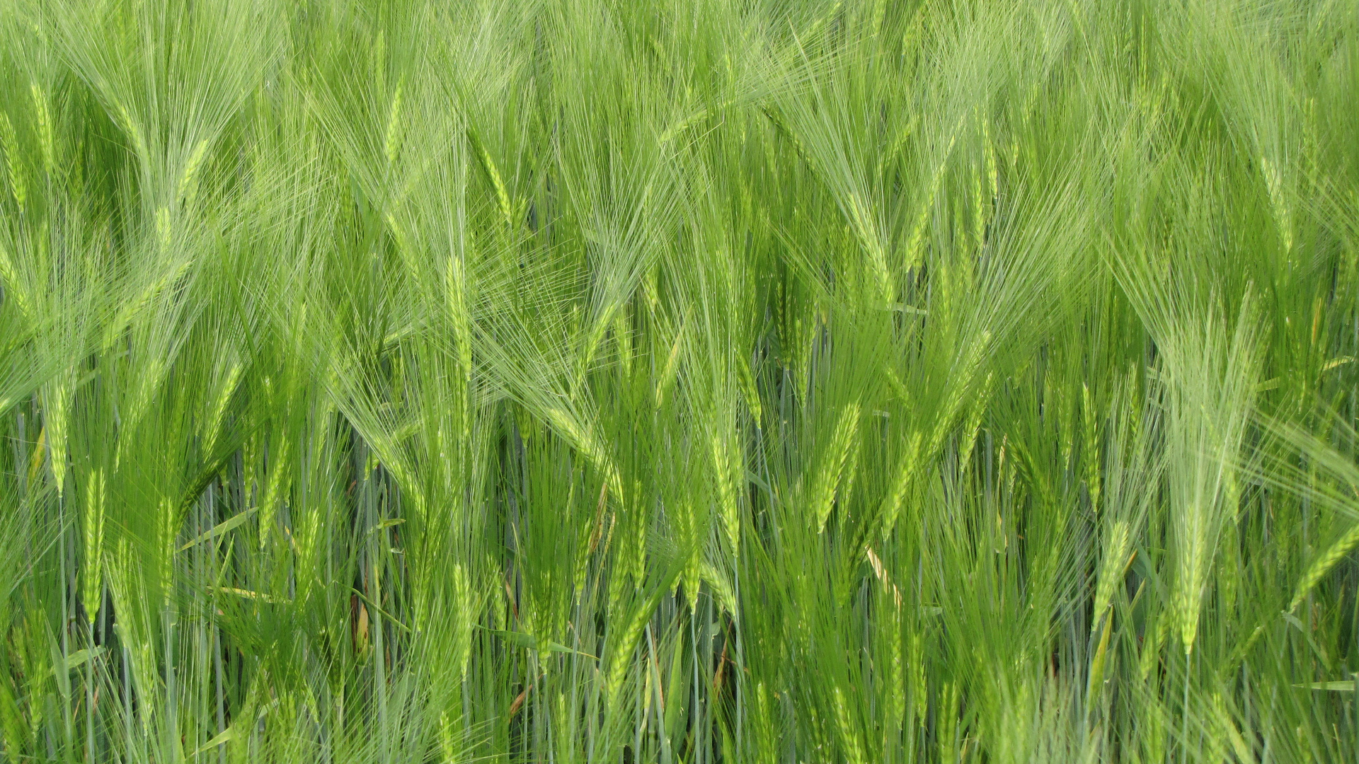 Grüne Grannen Foto & Bild pflanzen, pilze & flechten, gräser, grannen