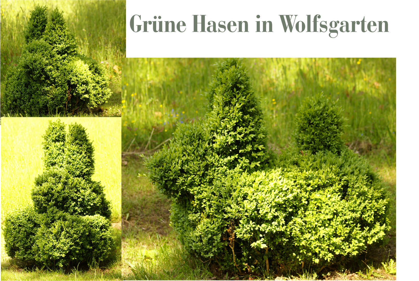 Grüne Hasen