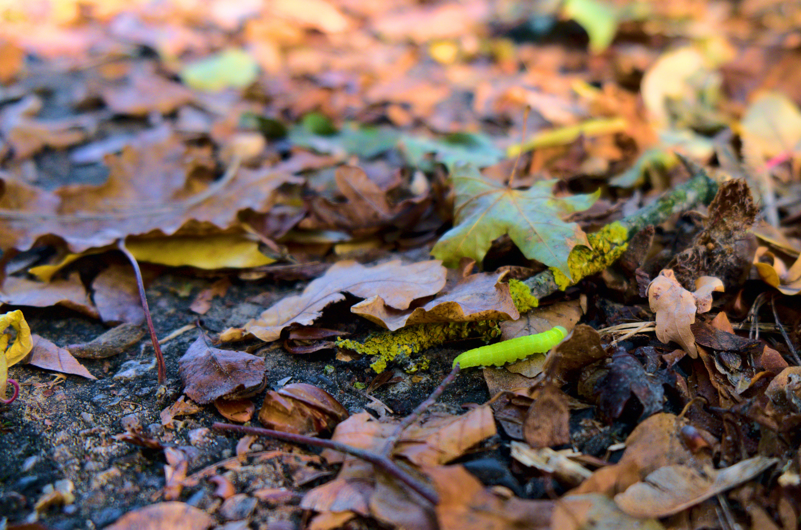 grüne Herbst Raupe