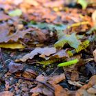 grüne Herbst Raupe