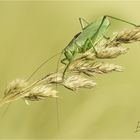  Grüne Heupferd (Tettigonia viridissima)