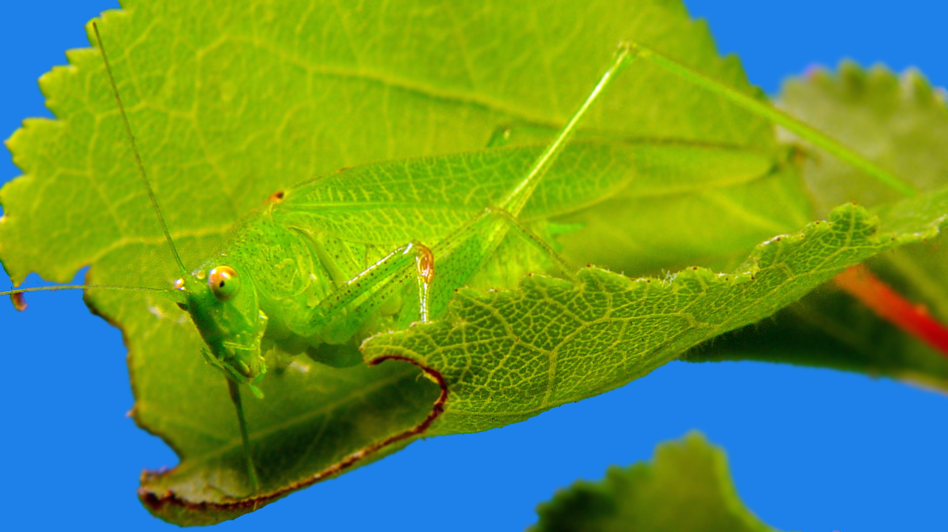 Grüne Heupferd (Tettigonia viridissima)