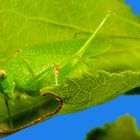 Grüne Heupferd (Tettigonia viridissima)