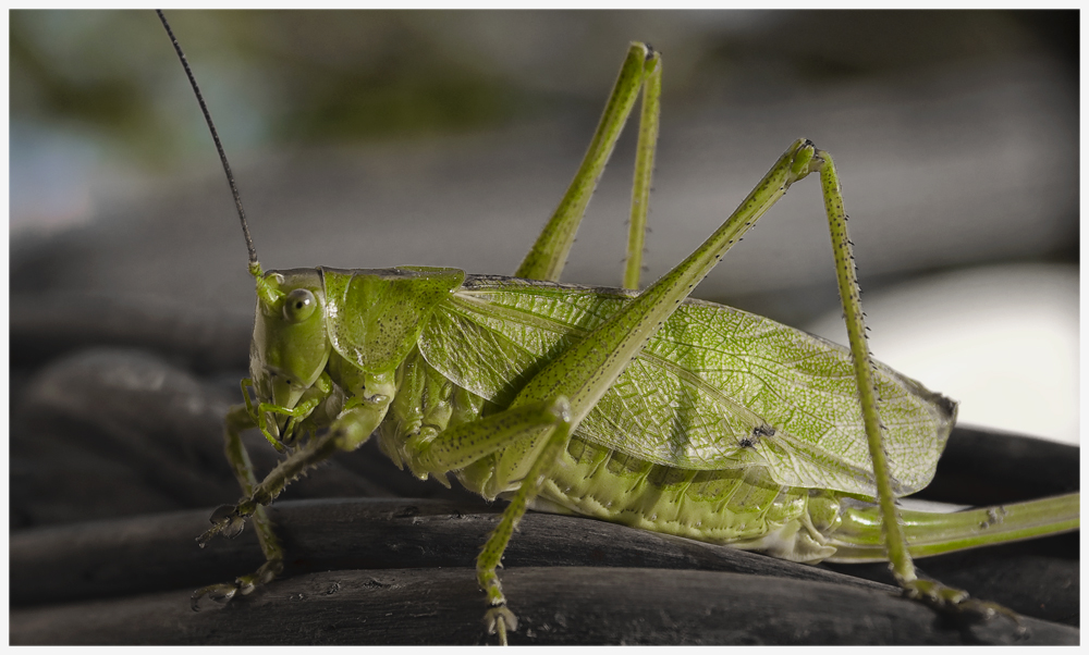 Grüne Heupferd (Tettigonia viridissima) oder?