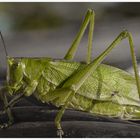 Grüne Heupferd (Tettigonia viridissima) oder?