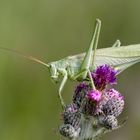 grüne-heupferdstute