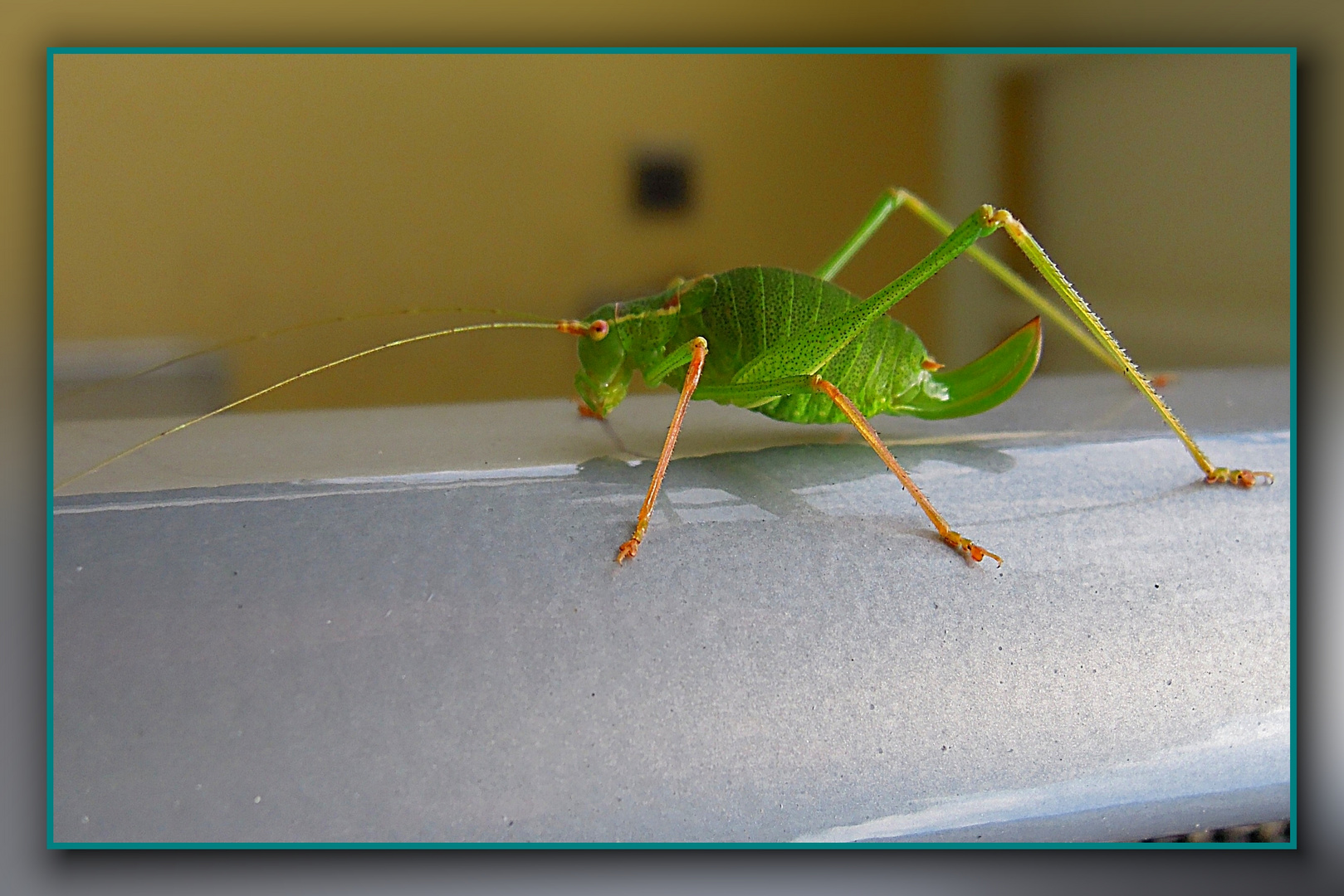 Grüne Heuschrecke Foto & Bild tiere, wildlife, insekten Bilder auf