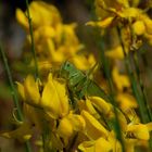 Grüne Heuschrecke auf gelber Blume