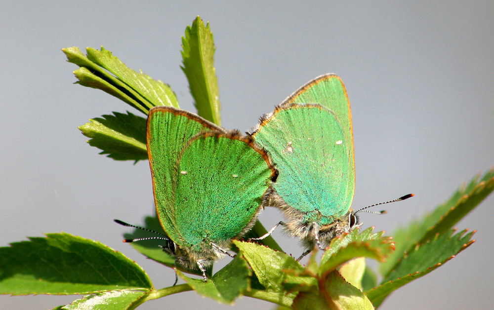 Grüne Hochzeit