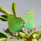 Grüne Hochzeit