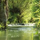 Grüne Hölle am Bach