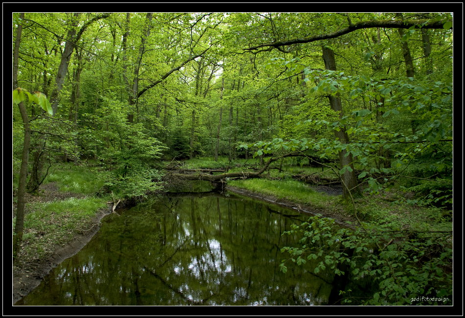 " Grüne Hölle Arnsberger Wald "