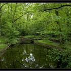 " Grüne Hölle Arnsberger Wald "