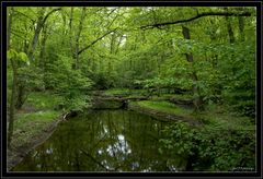 " Grüne Hölle Arnsberger Wald "