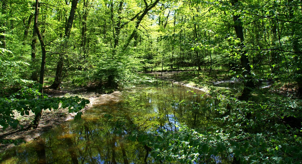 Grüne Hölle Arnsberger Wald !