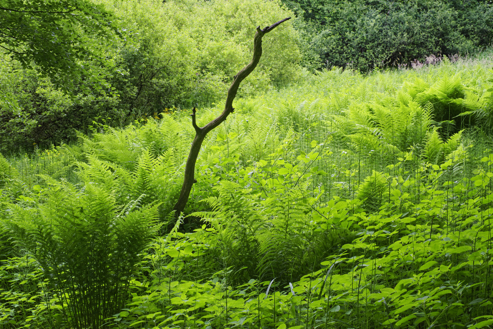 Grüne Hölle mit Naturskulptur