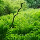 Grüne Hölle mit Naturskulptur