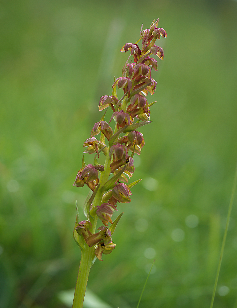 Grüne Hohlzunge Foto & Bild pflanzen, pilze & flechten, blüten